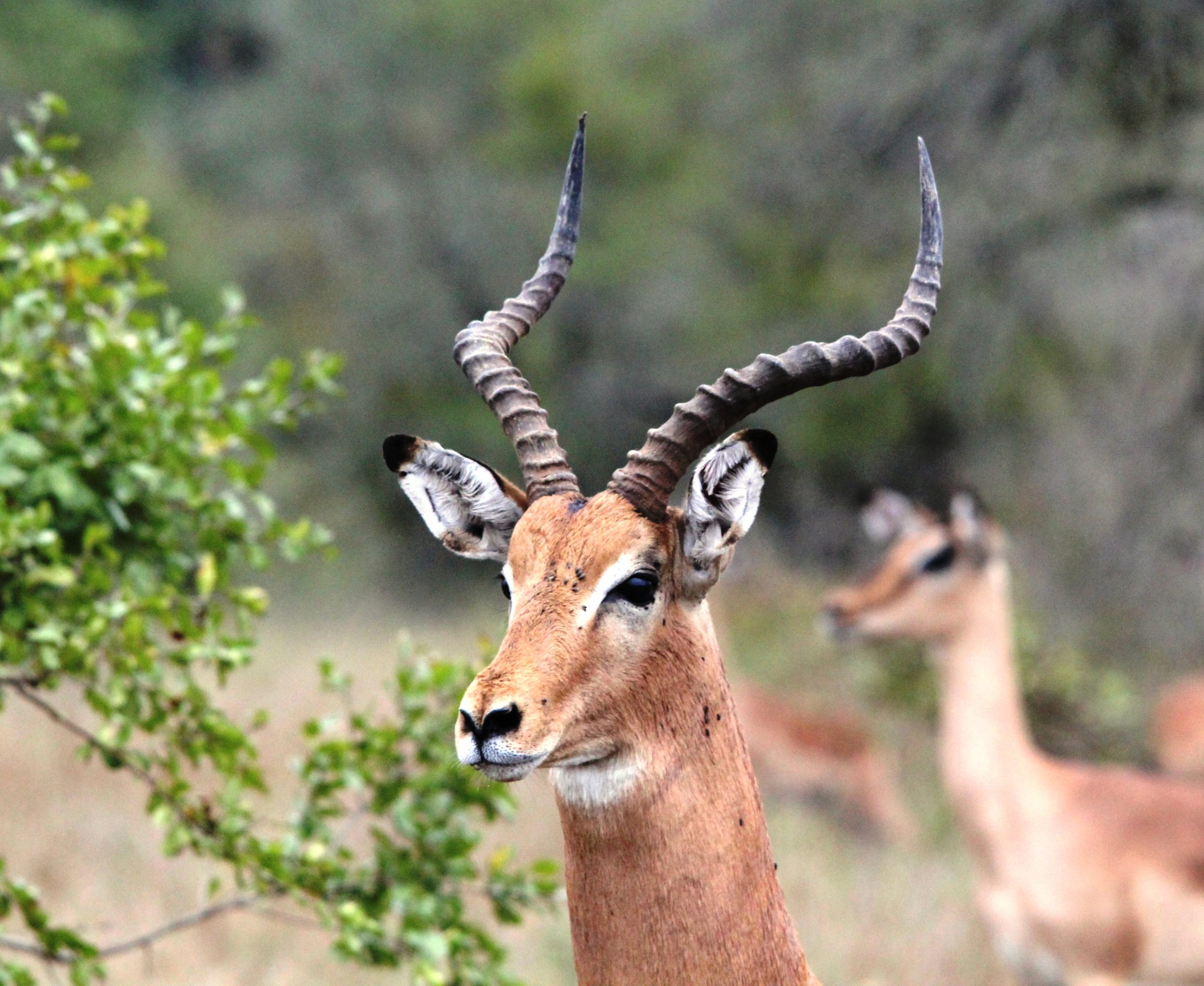 Plains Game refers to antelope in sub-Sahara Africa. The term has context because a number of antelope inhabit the plains and savanna areas of Africa. Though many ‘African plains game animals in fact live in dense brush such as the Nyala. Plains Game excludes the “Big Five” and “Dangerous Game” animals. Plains Game includes larger species such as Eland, Kudu, Gemsbuck and Wildebeest. The term “Big Game” describes the larger species of plains game.