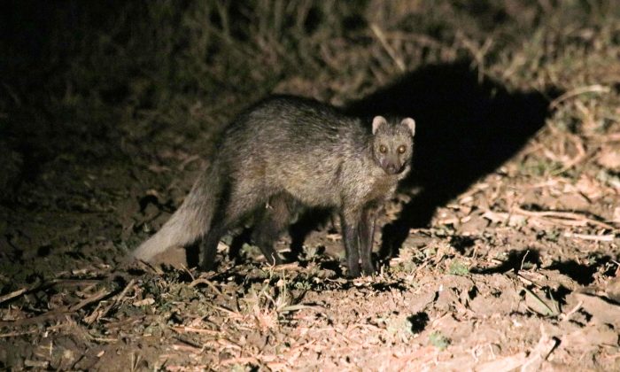 White-Tailed Mongoose