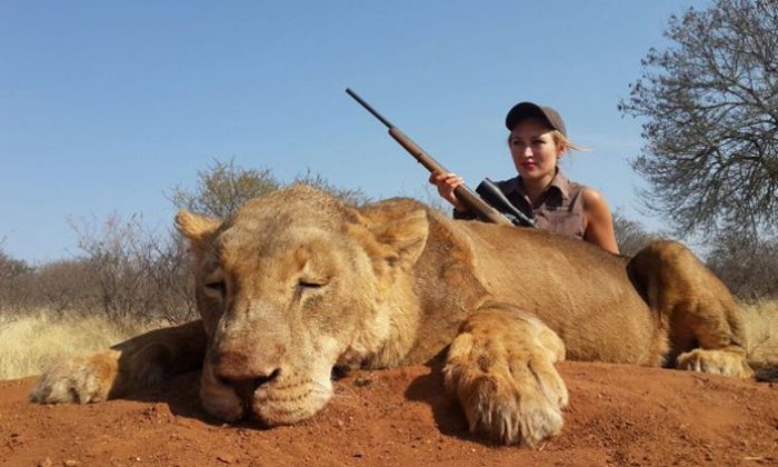 Lioness