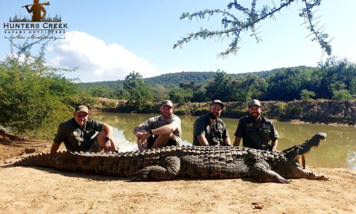 Crocodile