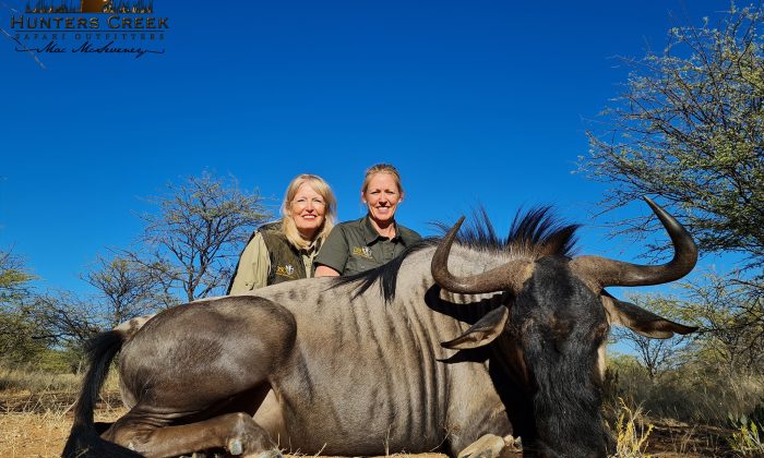 Blue Wildebeest