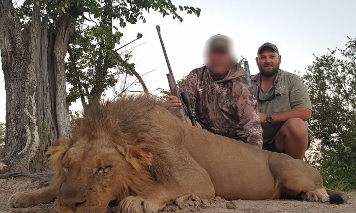 Lion