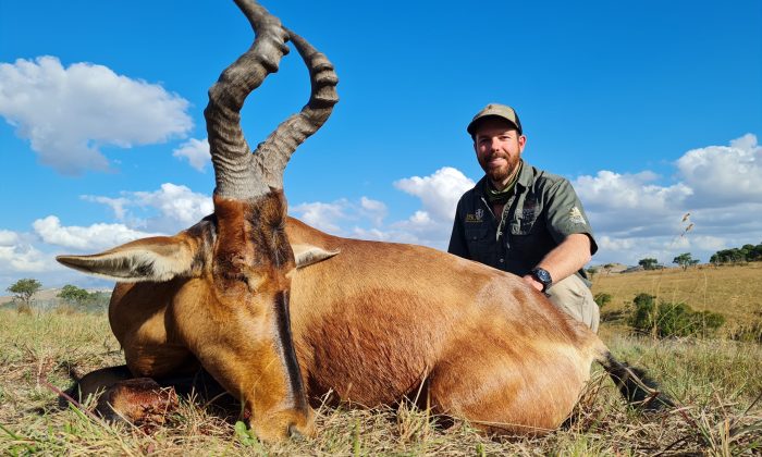 Red Hartebeest