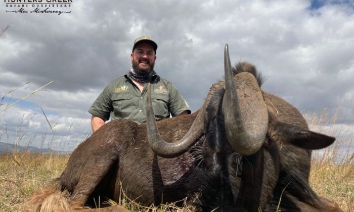 Black Wildebeest