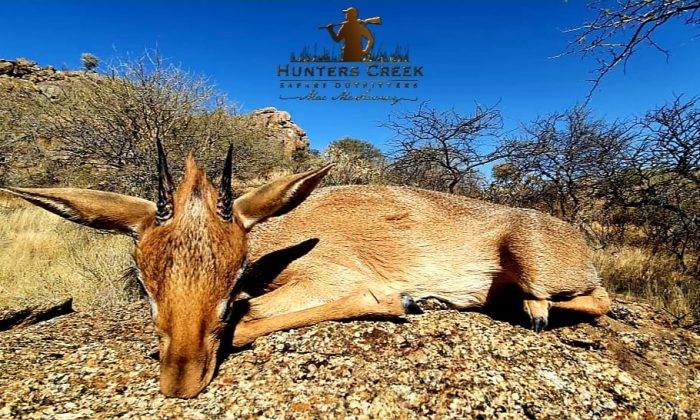 Damara Dik-dik