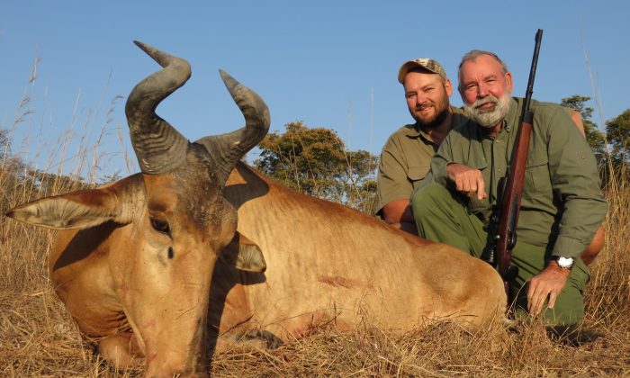 Lichtenstein's Hartebeest