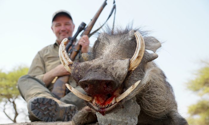 Warthog