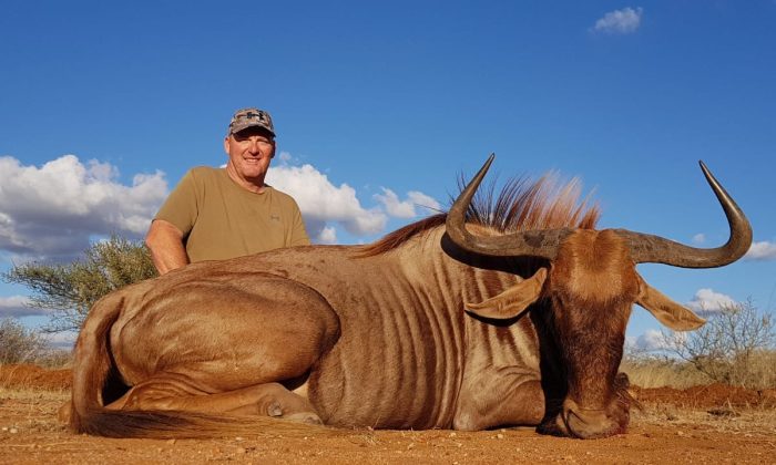Golden Wildebeest