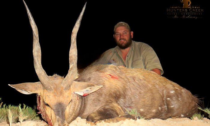 Bushbuck