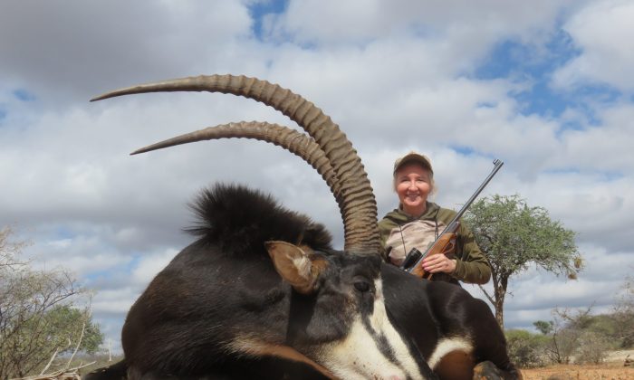 Sable Antelope