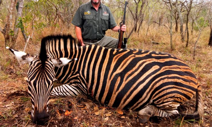 Zebra